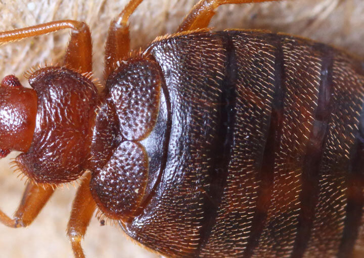 Tahta Kurusu Yumurtası tahta kurusu yumurtası