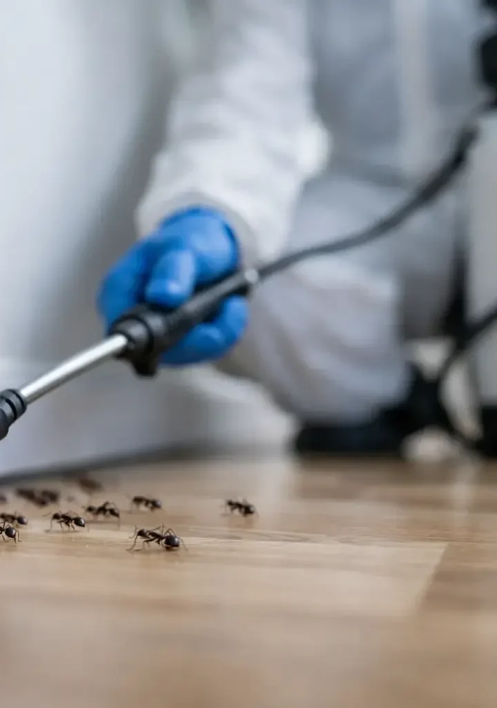 Karınca İlaçlama Kesin Çözüm Nasıl Sağlanır? Karınca İlaçlama Kesin Çözüm Nasıl Sağlanır?