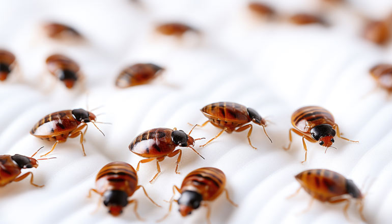 tahta-kurusu-evden-nasil-temizlenir-1 tahta kurusu evden nasıl temizlenir